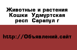 Животные и растения Кошки. Удмуртская респ.,Сарапул г.